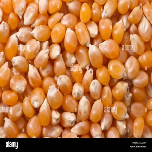 Popcorn